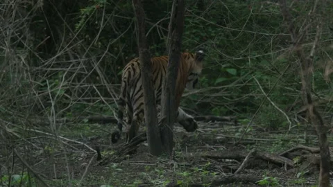 Tiger Walking in Forest Stock Footage 211832612