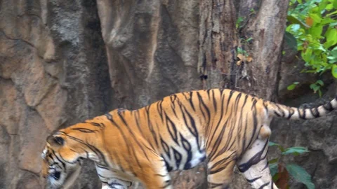 Tiger walking in forest on hills 스톡 동영상 107482168