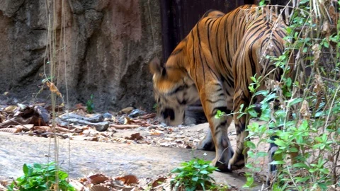 Tiger walking in forest on hills Stock Footage 107482324