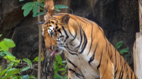 Tiger walking in forest on hills Stock Footage 107482946