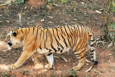 Tiger walking in a forest Stock Photos