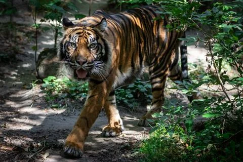 Tiger walking in the forest Foto stock