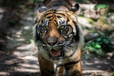 Tiger walking in the forest Foto stock