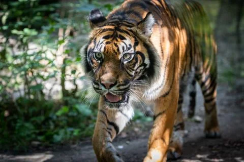 Tiger walking in the forest Stock Photos