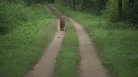 Tiger walking on a forest trail during monsoon months Stock Footage 169740304
