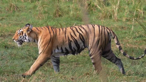 Tiger walking on the fresh green grass of Tadoba national park Stock Footage 340515782