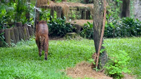 Tiger walking gracefully on lush green grass. Vídeo Stock 335880645
