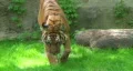 Tiger Walking In Grass 03 HD Footage