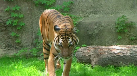 Tiger Walking In Grass 03 Video stock 351536