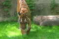 Tiger Walking In Grass 03 Footage