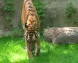 Tiger Walking In Grass 03 SD Footage