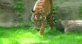 Tiger Walking In Grass HD Footage