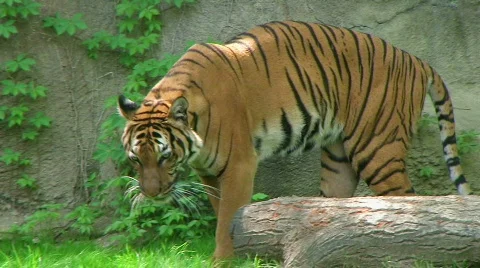 Tiger Walking In Grass 動画素材 349126