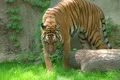 Tiger Walking In Grass Footage