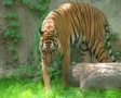 Tiger Walking In Grass SD Footage