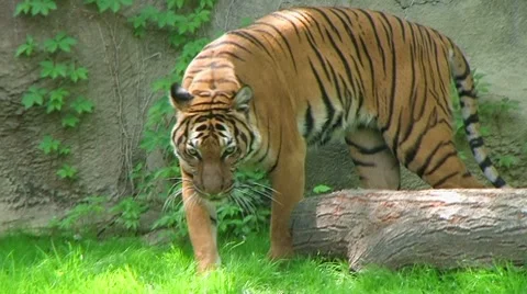 Tiger Walking In Grass Stock Footage 8613036