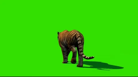 Tiger Walking on Green Screen 01 Stock Footage 225232501