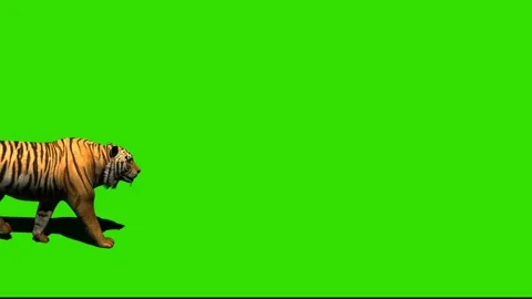 Tiger Walking on Green Screen 03 Stock-Footage 225232543