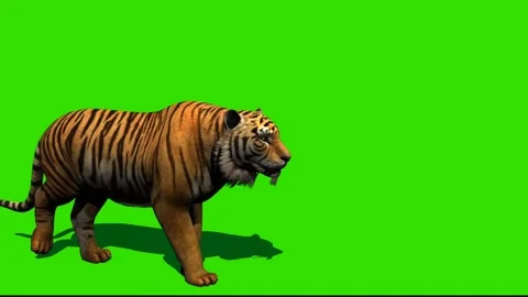 Tiger Walking on Green Screen 04 Stock Footage 225232503