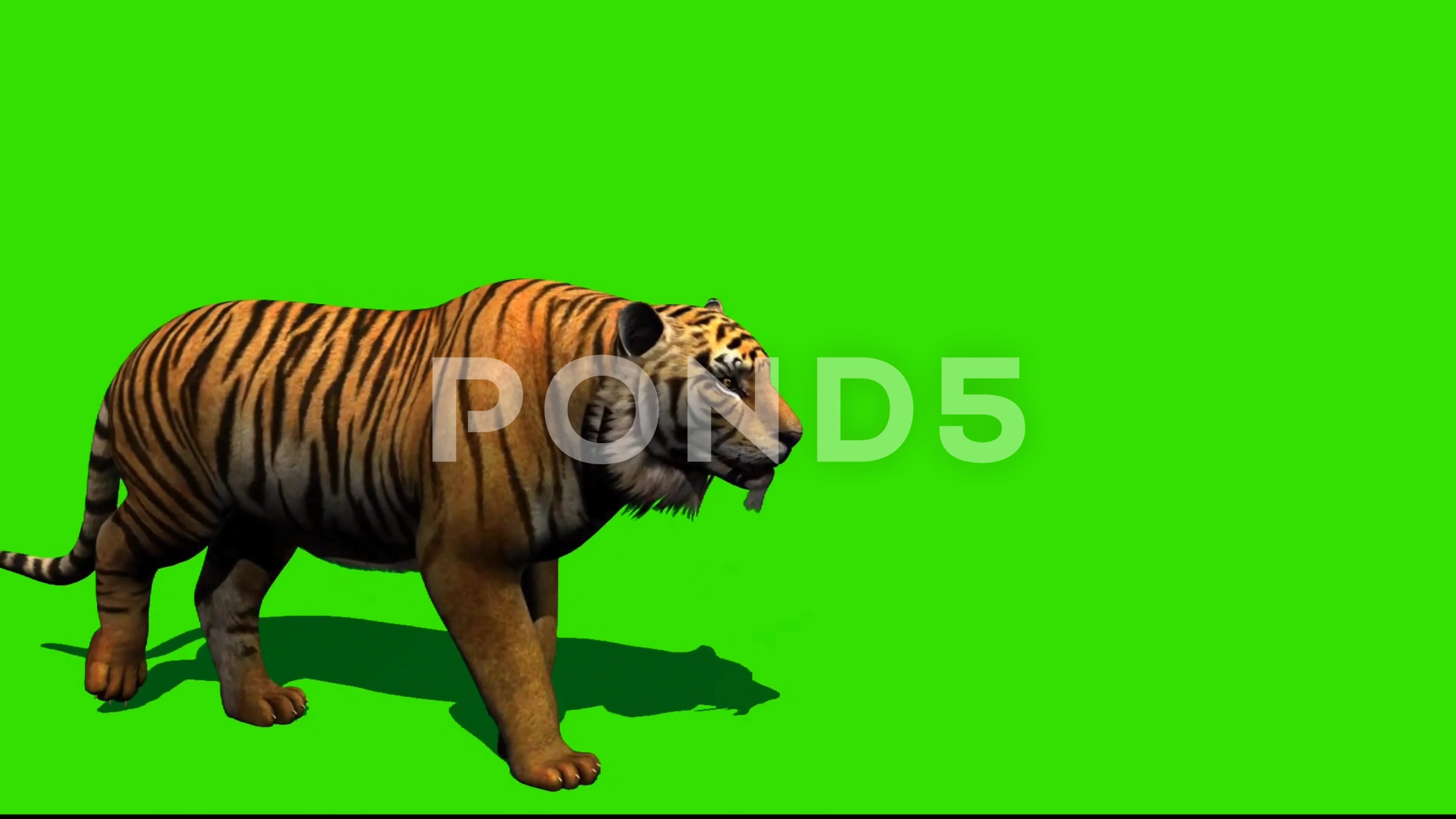 Tiger Green Stock Video Footage | Royalty Free Tiger Green Videos | Pond5