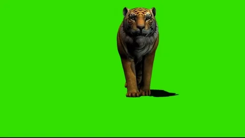 Tiger Walking on Green Screen 06 Stock Footage 225232567