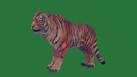 A tiger walking on green screen and roaring with its mouth open across Видео 335122318