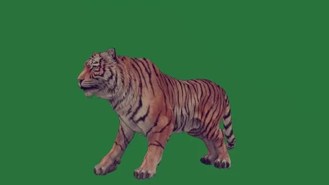 A tiger walking on green screen and across roaring animated chromakey Video stock 335122321
