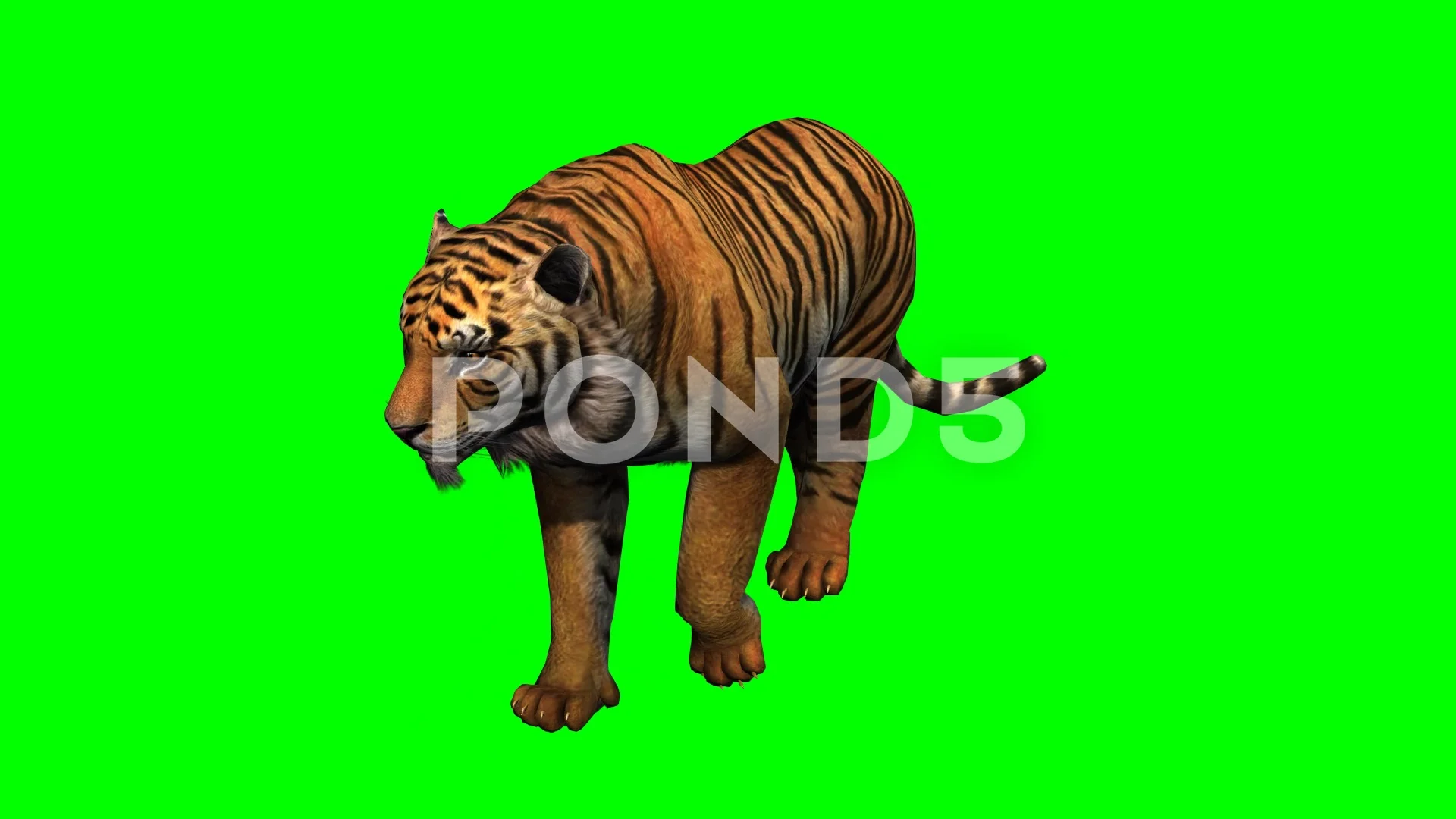 Tiger Walking Green Screen Animation (1) | Stock Video | Pond5