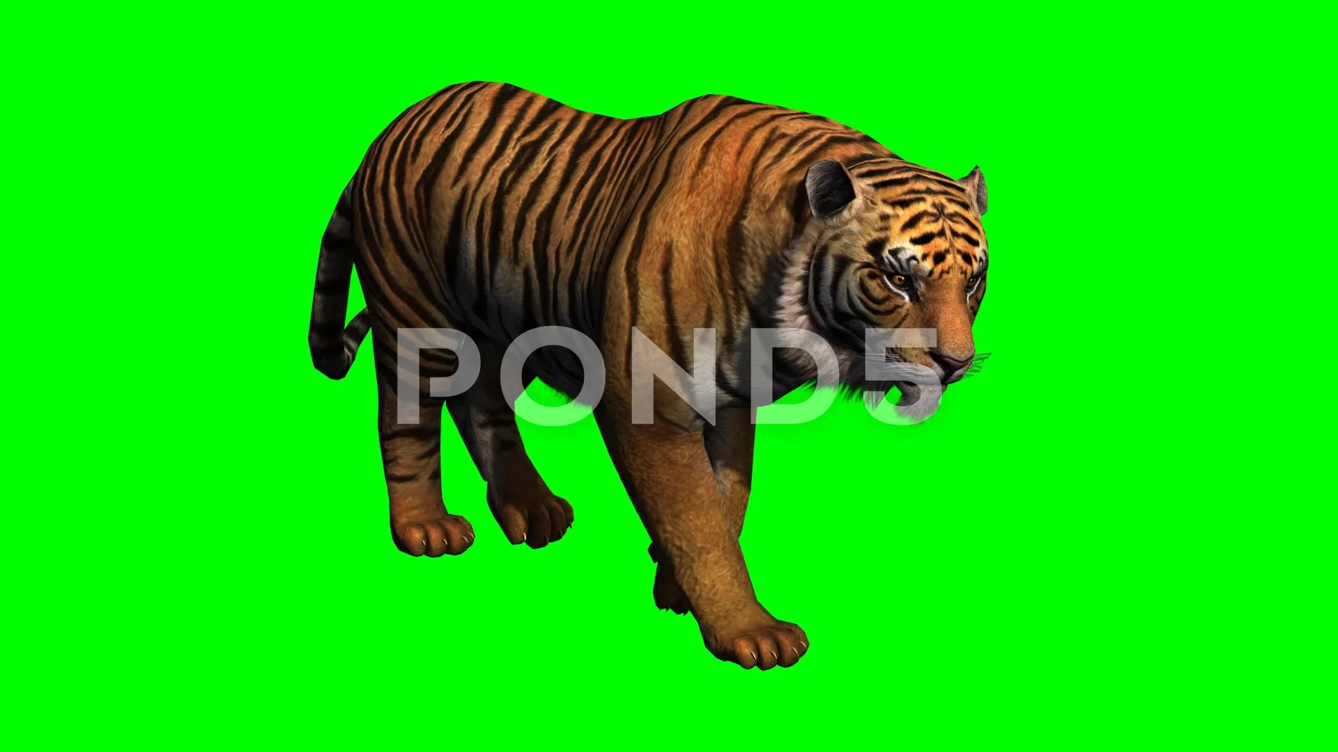 Tiger Walking Green Screen Animation (2) | Stock Video | Pond5