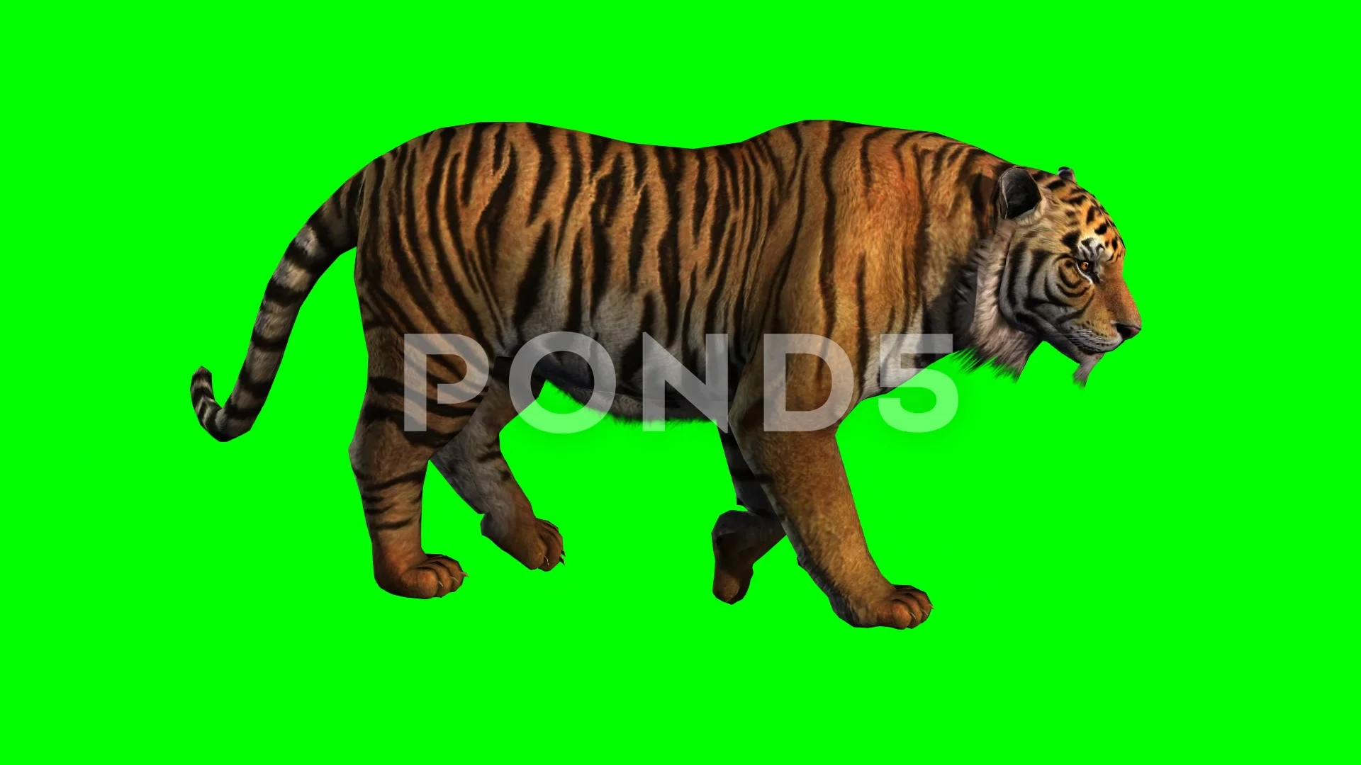 Tiger Walking Green Screen Animation (4) | Stock Video | Pond5