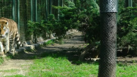 A tiger walking inside its home in zoo. Stock Footage 154179317