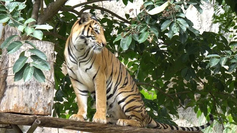 Tiger walking inside the jungle is looking scary in zoo Video stock 93317128