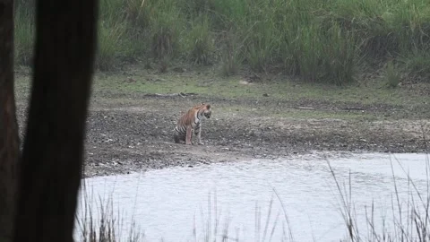 Tiger walking inside the jungle while it rains in Kanha national park Stock Footage 313196977