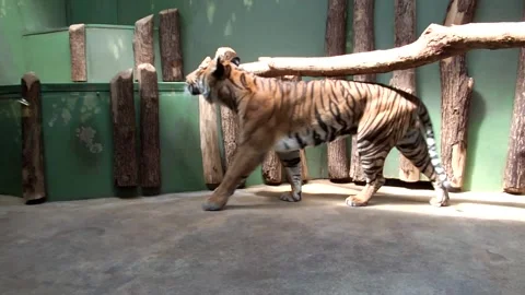 Tiger Walking Inside Zoo Enclosure in Captivity Stock Footage 101634818