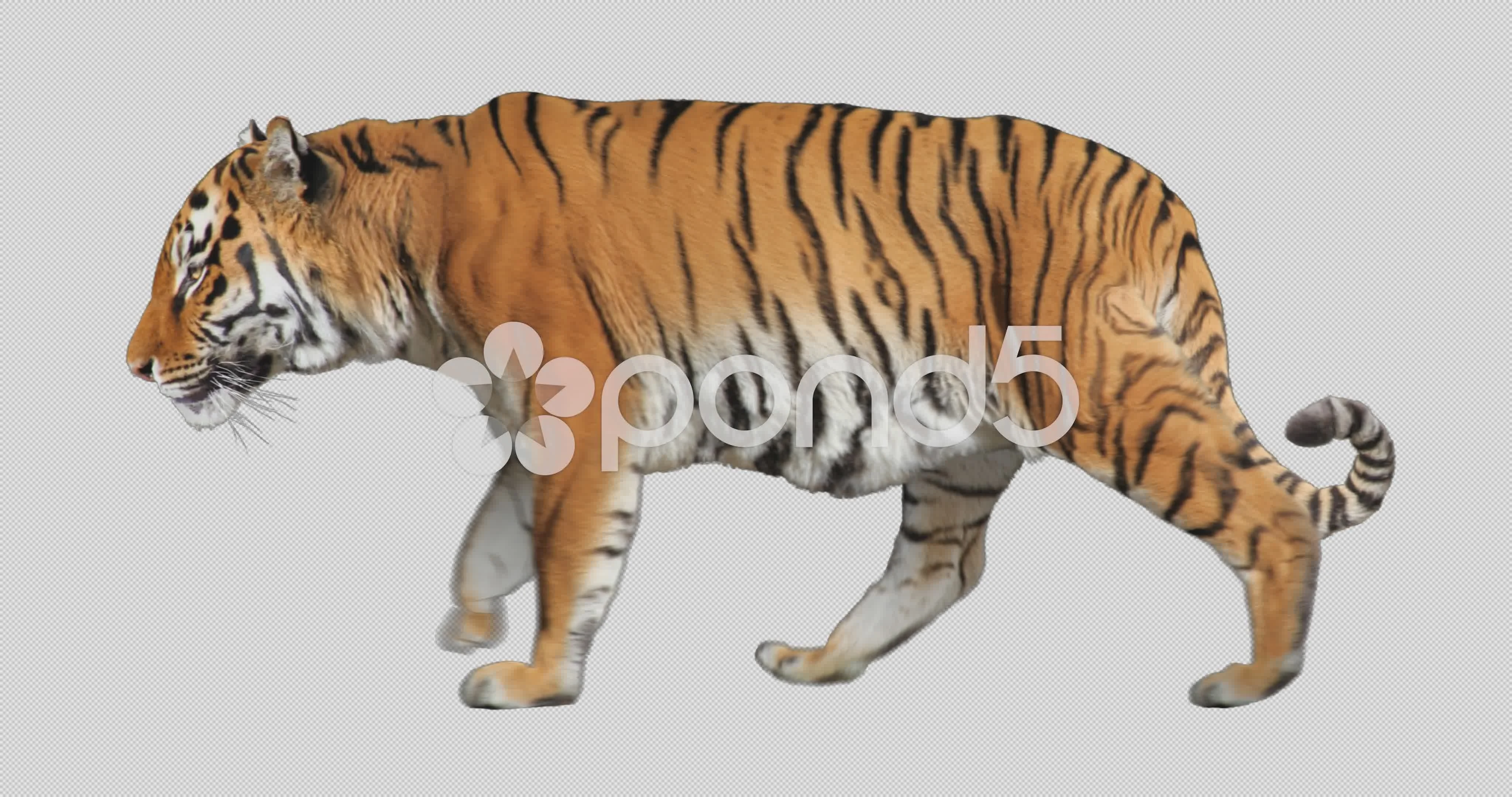 Tiger Walking. Isolated animal video inc... | Stock Video | Pond5