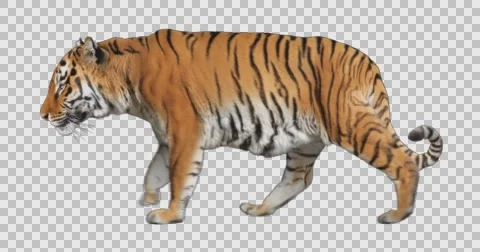 Tiger Walking. Isolated animal video includes alpha channel. Stock Footage