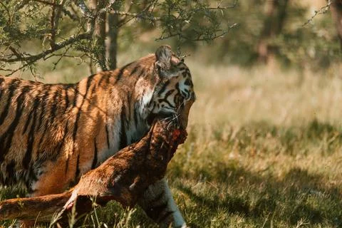 Tiger walking off with its catch. Stock Photos