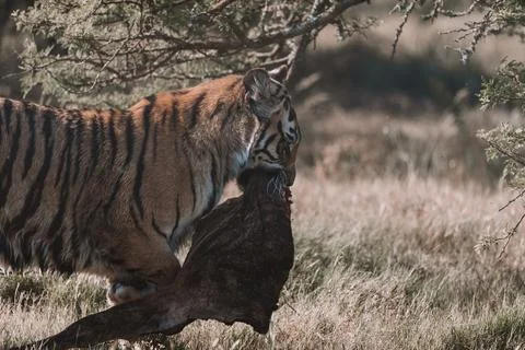 Tiger walking off with its catch. Stock Photos