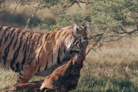 Tiger walking off with its catch. Stock Photos
