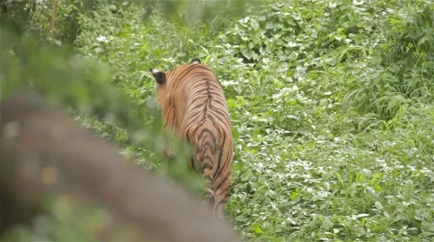 Tiger walking in the jungle Stockbeeldmateriaal 45345323