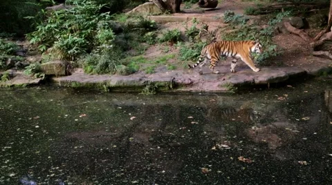 Tiger walking on lake shore. Reflections in water. Stock Footage 57707626