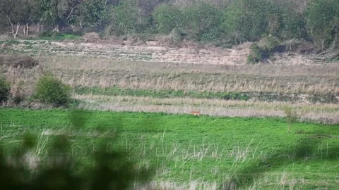 Tiger walking in the lush green grasslands of Tadoba national park Stockbeeldmateriaal 333676375