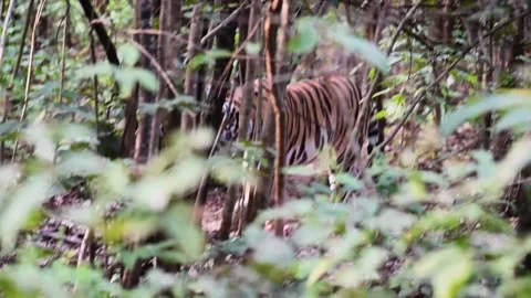 Tiger walking majestically behind the foliage in Kanha national park Stock Footage 299895596