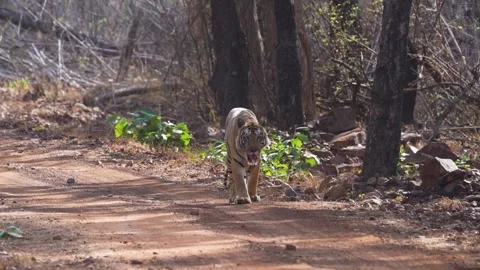 Tiger walking in the midst of the light and shadow play of Tadoba national Stock Footage 339664049