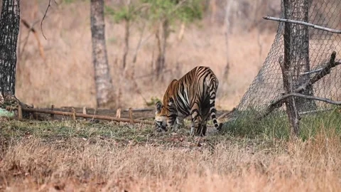 Tiger walking over to have some water on a hot day in Tadoba national park Stock Footage 274062218