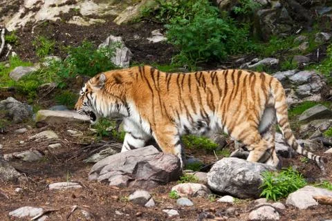 Tiger walking Stock Photos