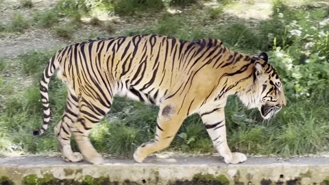 Tiger Walking in Profile, Close Up of Big Cat, Cinematic Wildlife 4K B-Roll Stock Footage 203894024