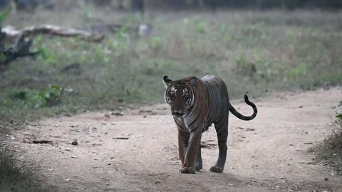 Tiger walking on the road towards us in Kabini national park Stock Footage 267566703