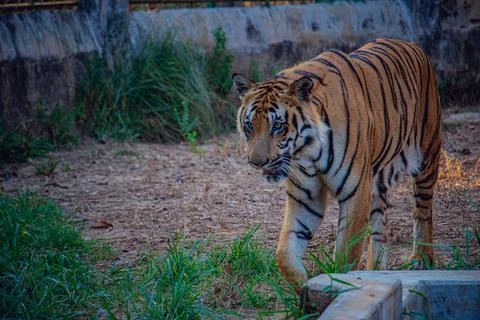 Tiger walking in a safari park Stock Photos