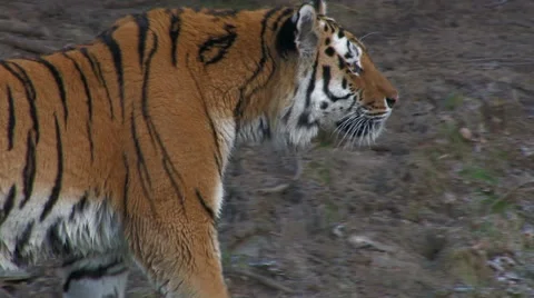 Tiger walking in slow motion Stock Footage 42648810